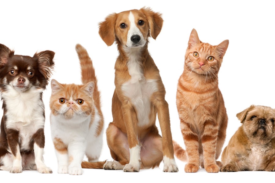Categoria animali